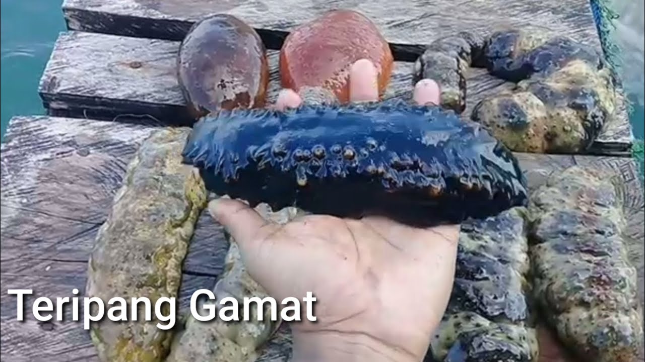 Teripang Gamat Hitam