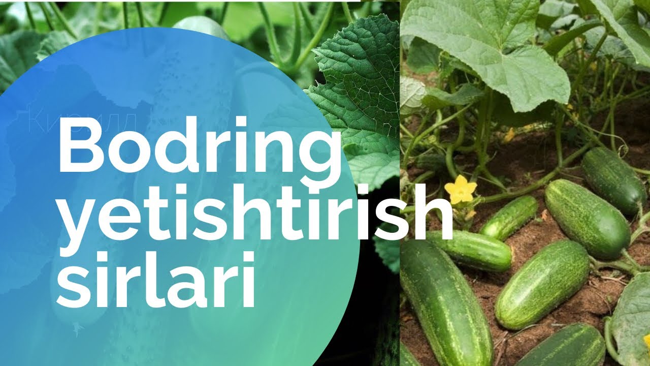 Bodring yetishtirish sirlari