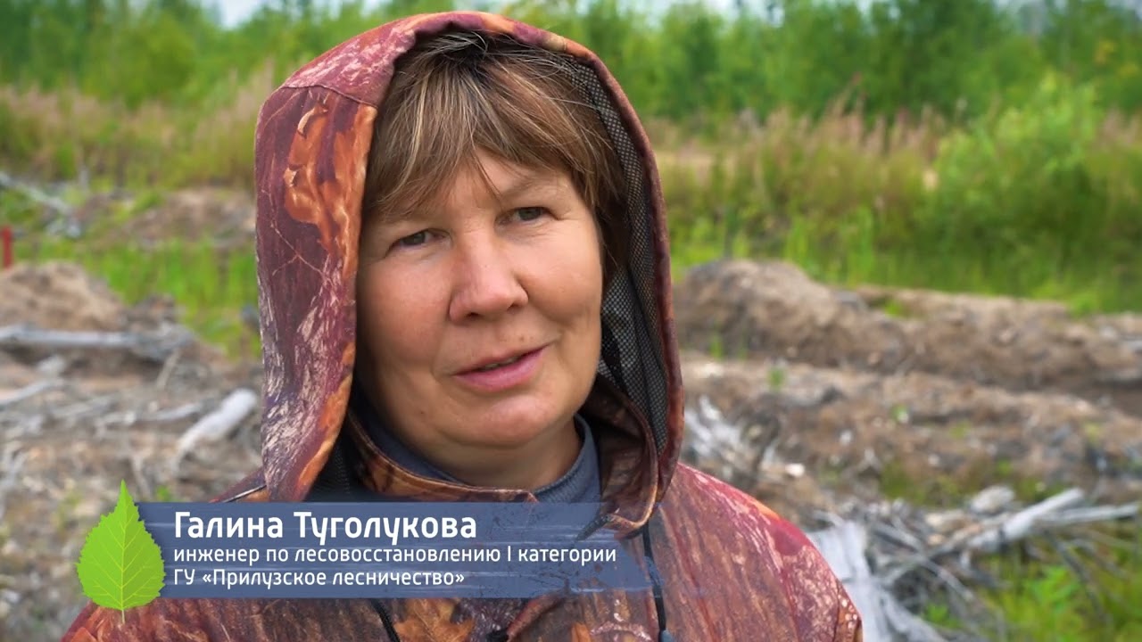 Всё начинается с дерева. ООО 