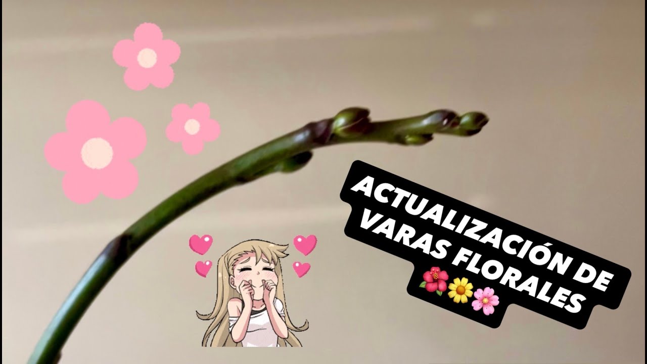 ✅ORQUIDEAS PHALAENOPSIS‼️🌱🌸🌼🌺🙋🏻‍♀️