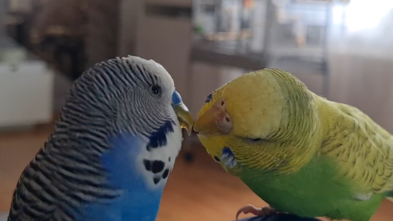 @Говорящий Попугай Кеша и Маша #попугай #волнистый #подпишись #birds