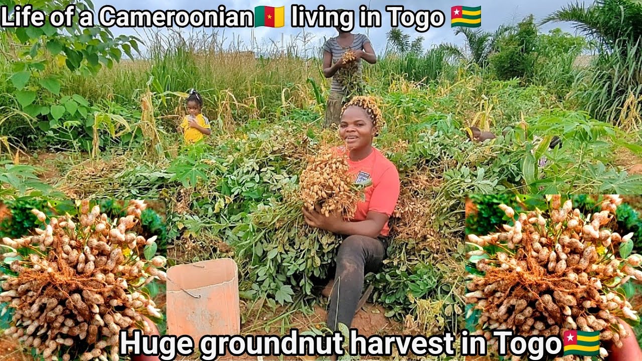 My huge groundnut farm harvest in Togo. life of a Cameroonian 🇨🇲 Farmer  in Togo 🇹🇬