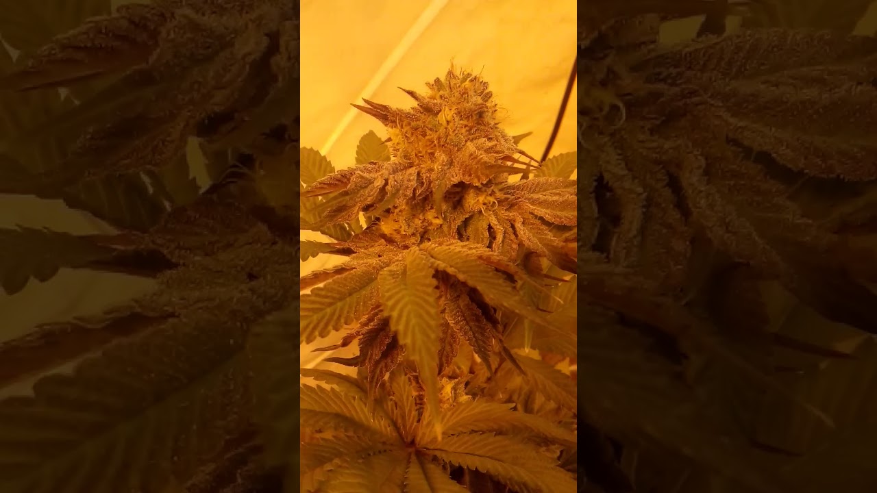 God Bud, week 6