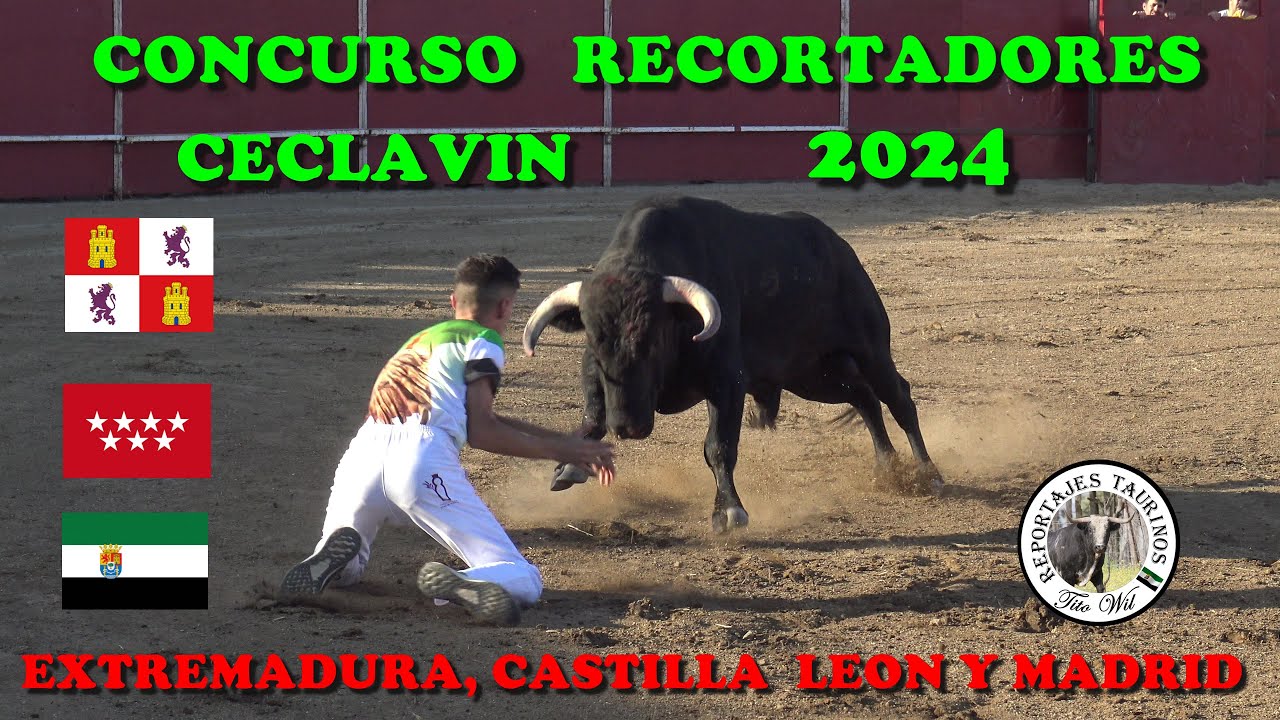 CONCURSAZO  DE RECORTES CECLAVIN 2024 #toros #pueblo #tradiciones #bull #concursos #recortes