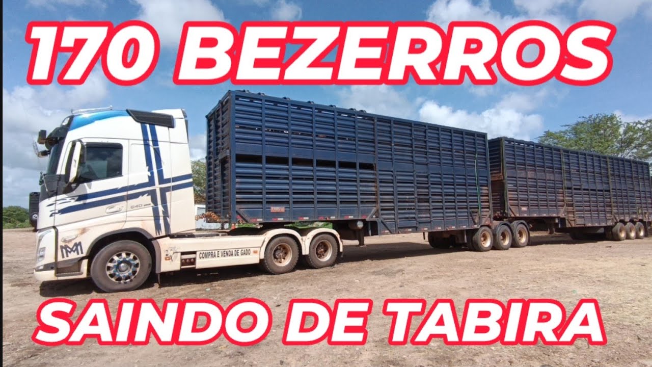 CAMINHÃO BOIADEIRO SAI COM 170 BEZERROS DE TABIRA