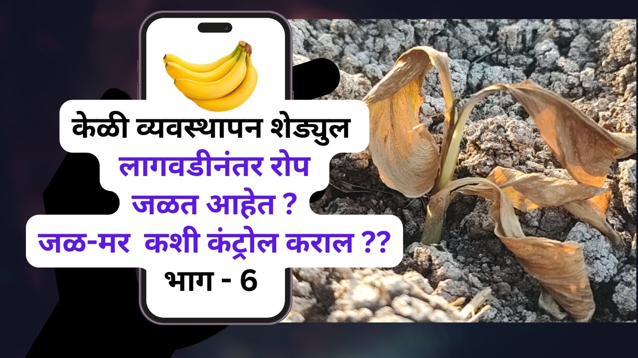 भाग - ६ - केळी जळ-मर कशी कंट्रोल कराल ?