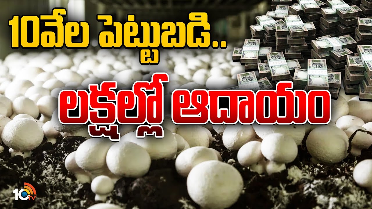 పుట్టగొడుగుల పెంపకంలో నెల నెల ఆదాయం | Mushroom Farming  | Matti Manishi | 10TV News