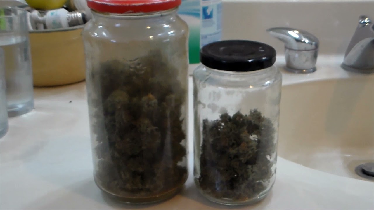 Mars hydro TSW2000 grow journal, fabric vs plastic, blue gorilla, harvest day and dried results