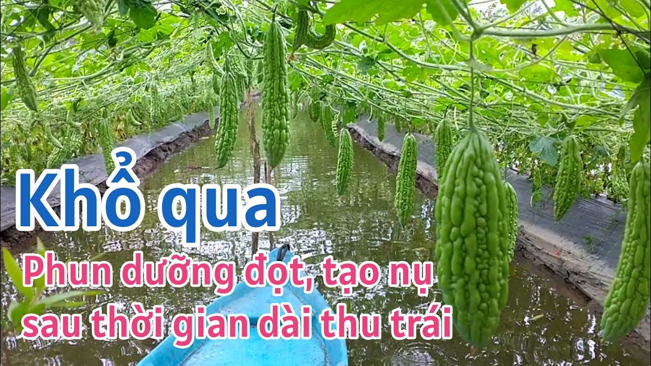 Kỹ thuật trồng khổ qua: P18-Dưỡng đọt, tạo nụ tăng đậu trái