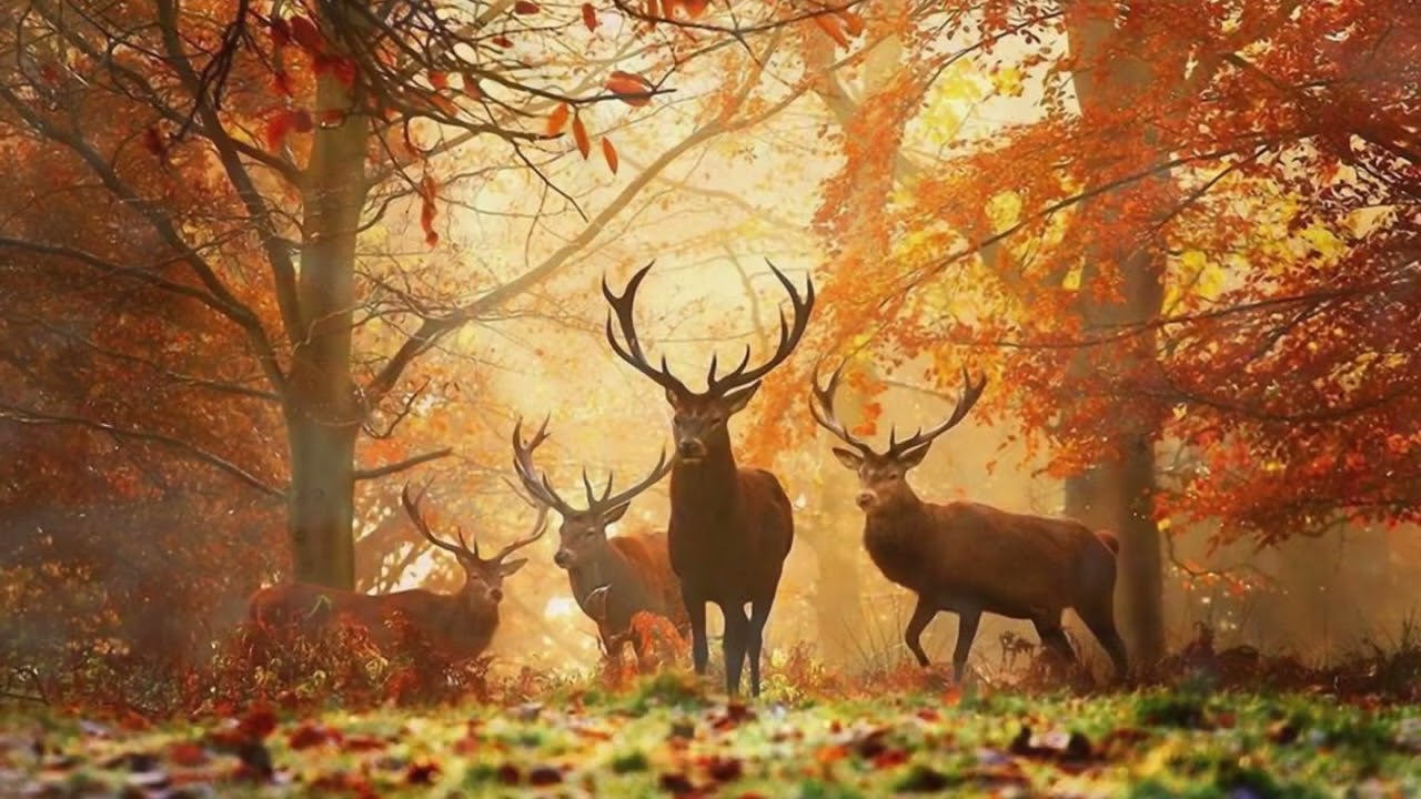 Autumn