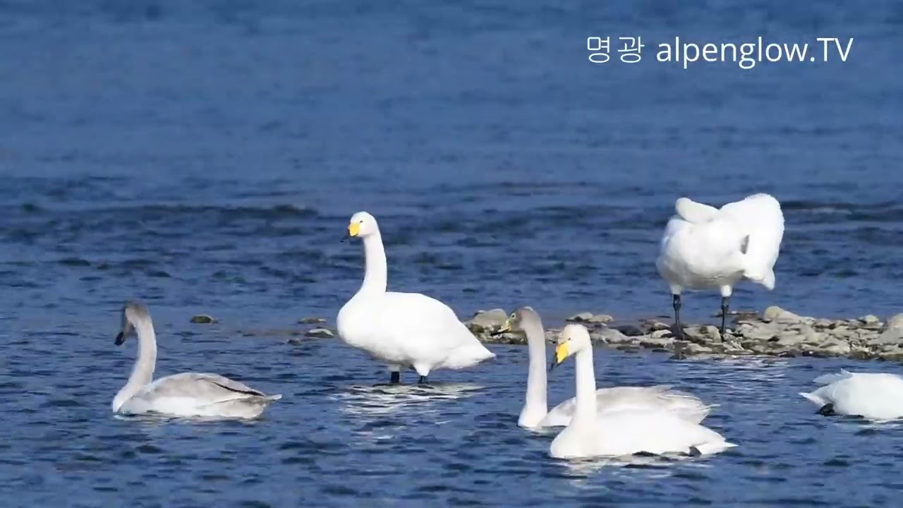 설날 고니영상 백조 alpenglow명광등산화 촬영