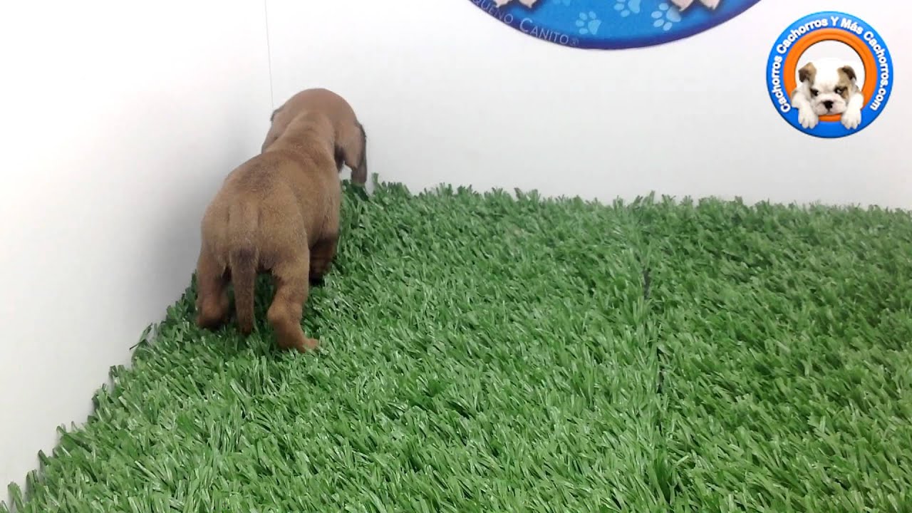 Venta de Perros Salchicha en Cachorrs y m&aacute;s cachorros
