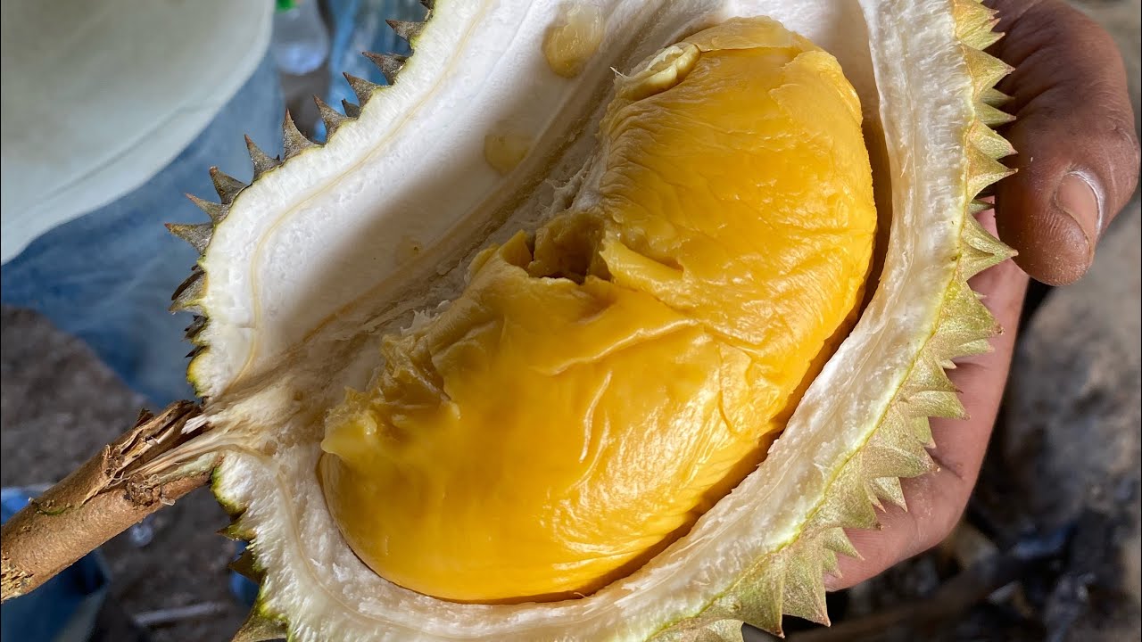 Durian Puteri Merapoh.