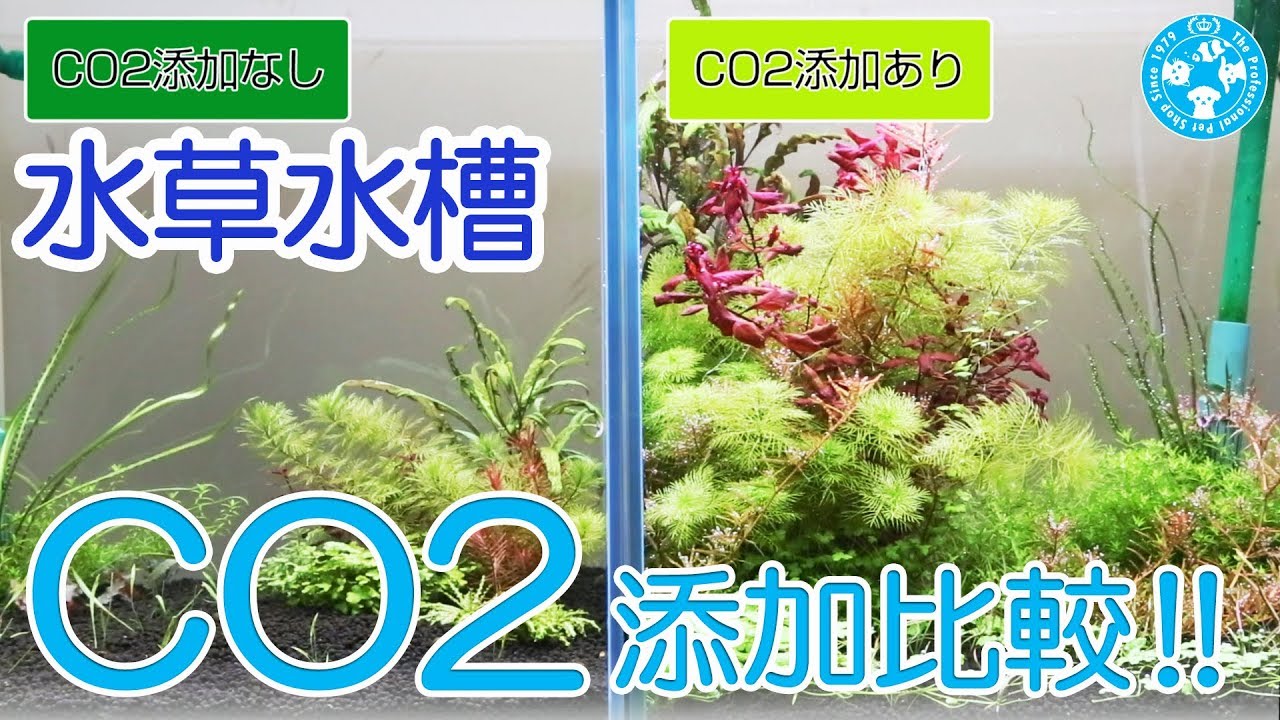 【チャーム】水草 「CO2 添加ありなし　育成比較動画」どれだけ違いが出るのか実験　Water plants 二酸化炭素