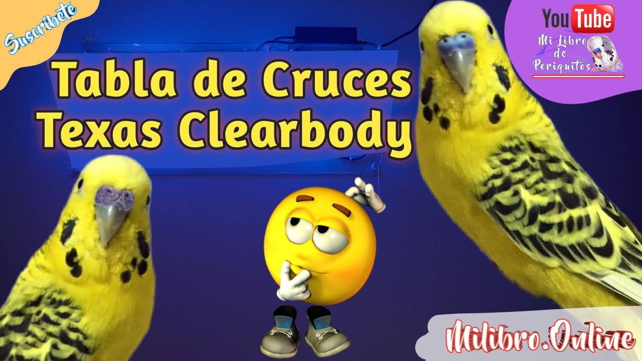 Mira Como Cruzar los 🤔 Periquitos Texas Clearbody