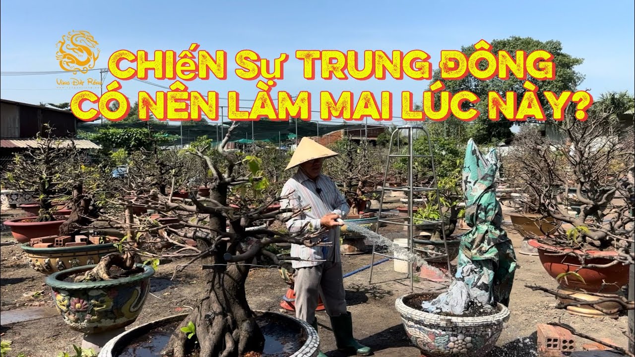 🐉Chiến sự Trung Đông khó lường - Anh Út Đực chia sẽ có nên đầu tư làm Mai lúc này?|Vùng Đất Rồng 