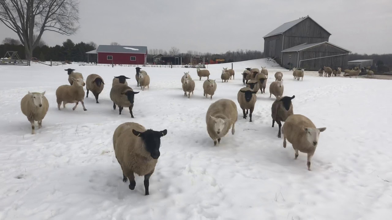 Suffolk Sheep and North Country Cheviot sheep run to me in the winter pasture