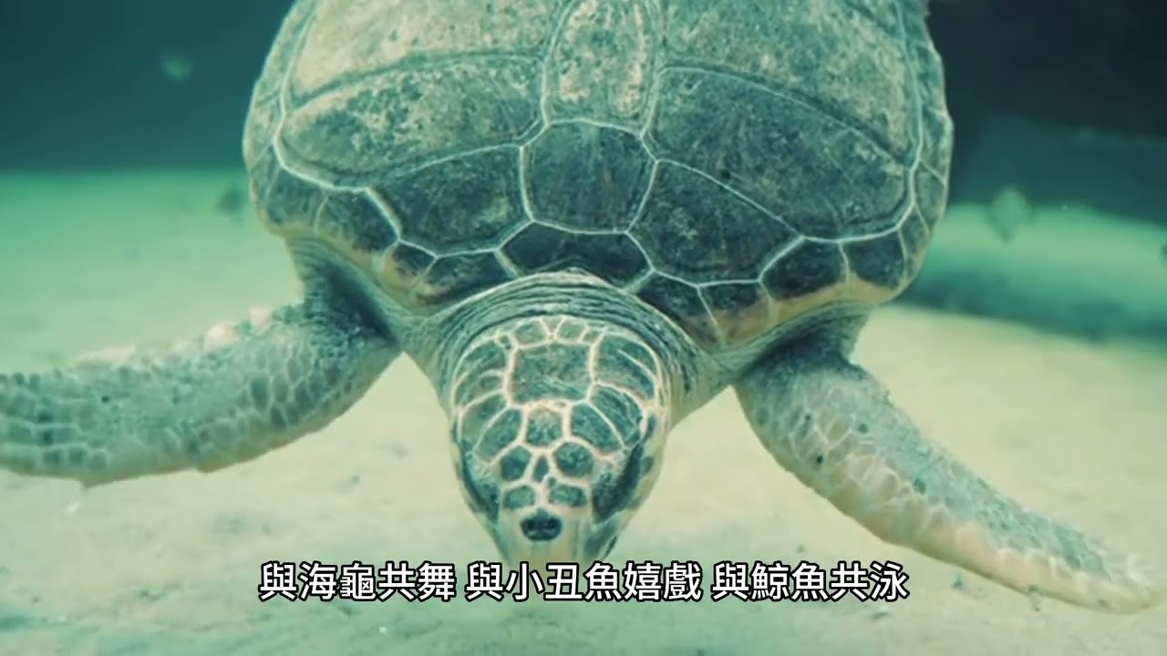 東沙環礁國家公園：探索南海奇蹟的自然寶藏