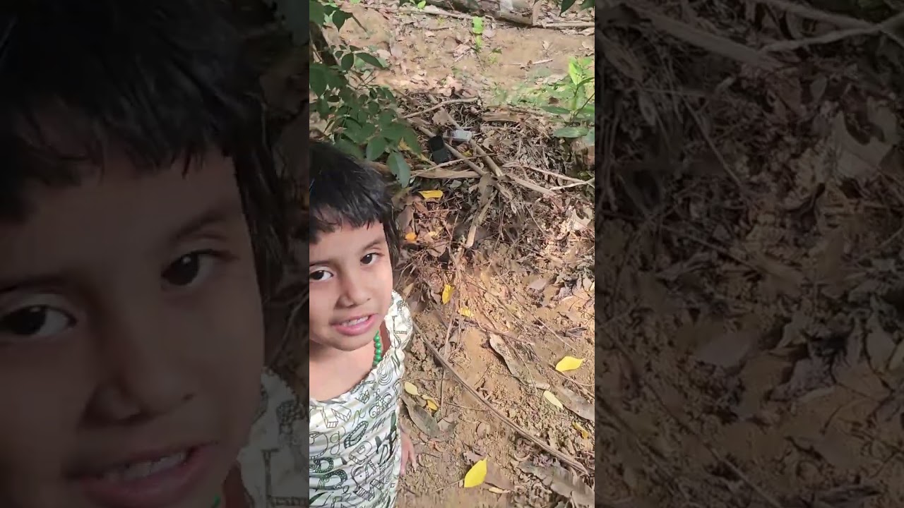 ​​നക്ഷത്രങ്ങൾ മണ്ണിലേക്ക്.,  നക്ഷത്രപ്പുളി പറിക്കുന്ന കാഴ്ച.  fruit tree#starfruitsR # village life