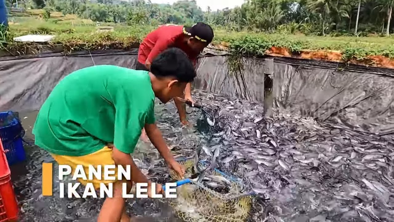 Cicipi Lezatnya Camilan Favorit Si Bolang yang Bikin Nagih! | SI BOLANG (28/05/24)*