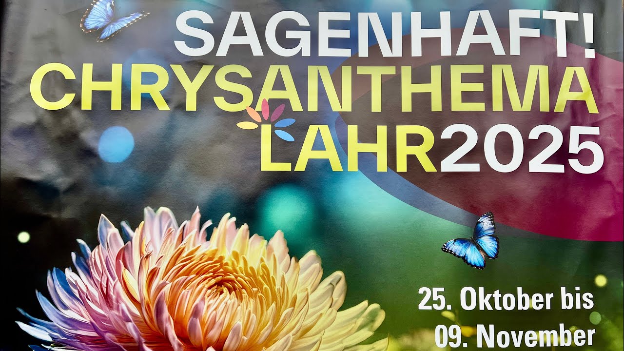 Chrysanthema Lahr 2025 4K Video 