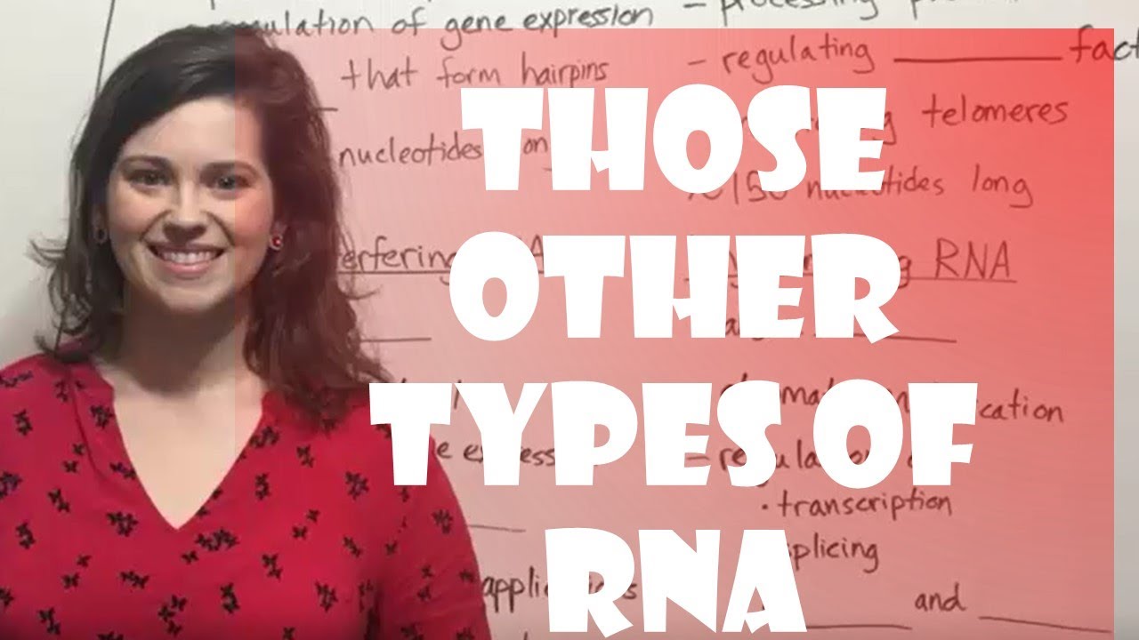 Регуляторные РНК: miRNA, siRNA, snRNA, lncRNA