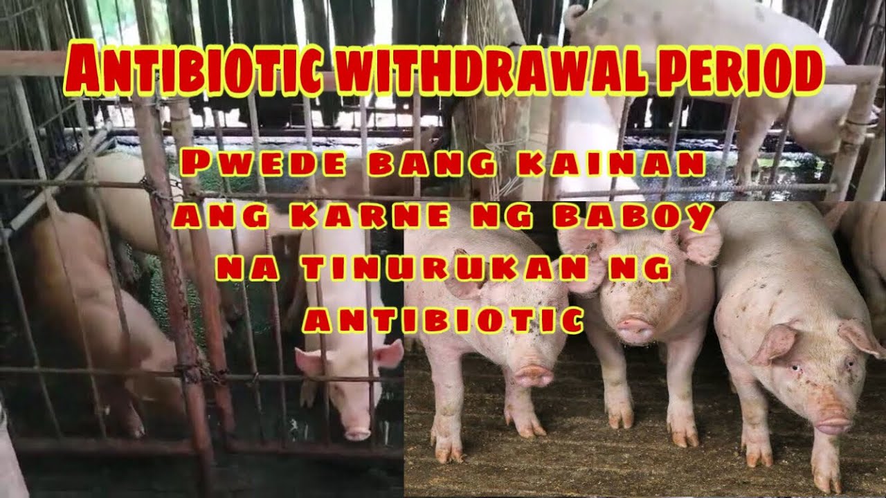 Kailan pwedeng kainin ang karne ng baboy na naturukan ng antibiotic | Ryan Patenio