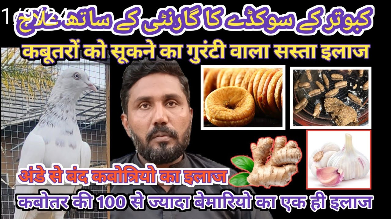 KABOTAR KE SOKRE KA 100 PERCENT ILAJ|| कबोतर के सोकरे का 100 प्रतिशत इलाज|| NUSHKA AK ILAJ ANAIK||