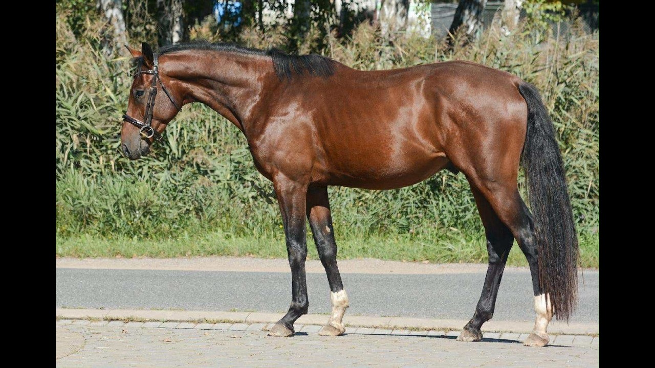 Oldenburger | Gelding | Bruce  @TMHorsesPonies