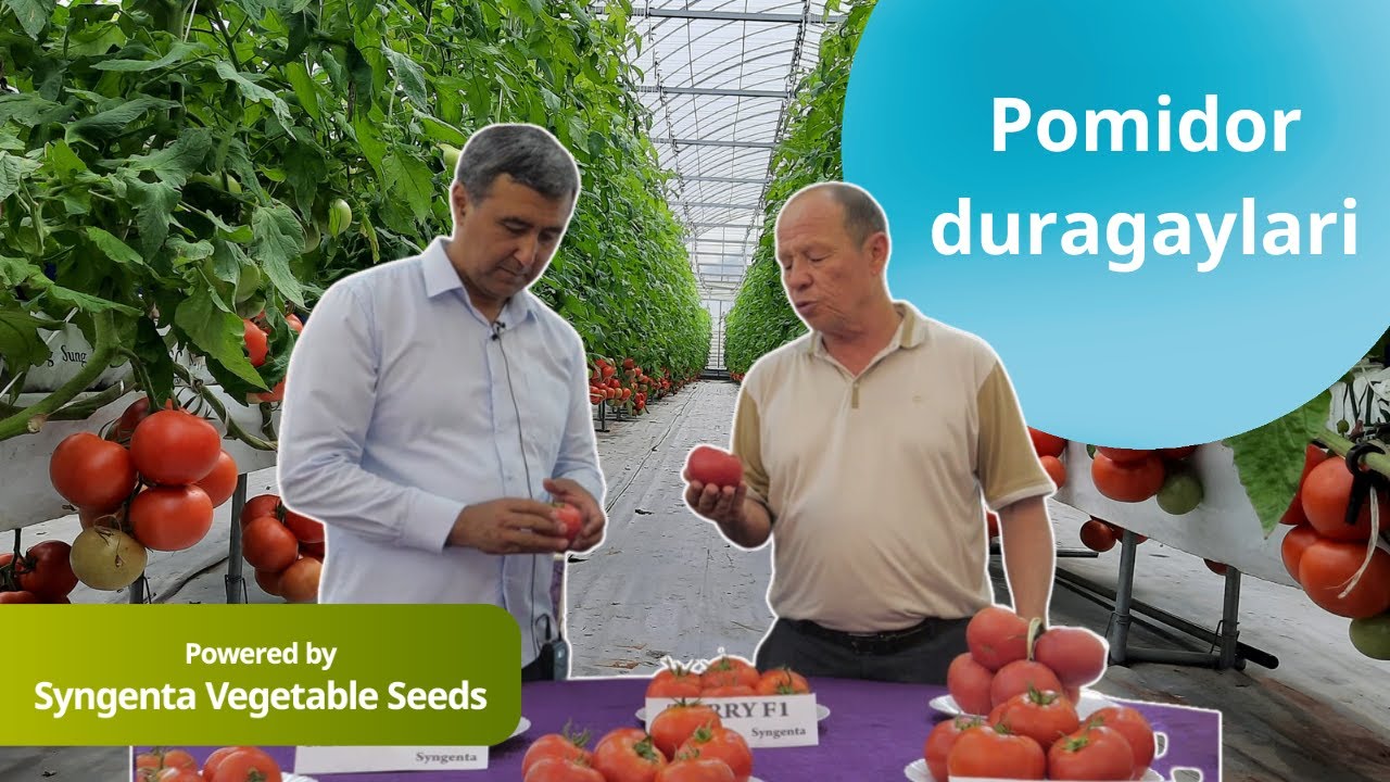 Syngenta kompaniyasining issiqxonalar uchun mo'ljallangan pomidor duragaylari haqida