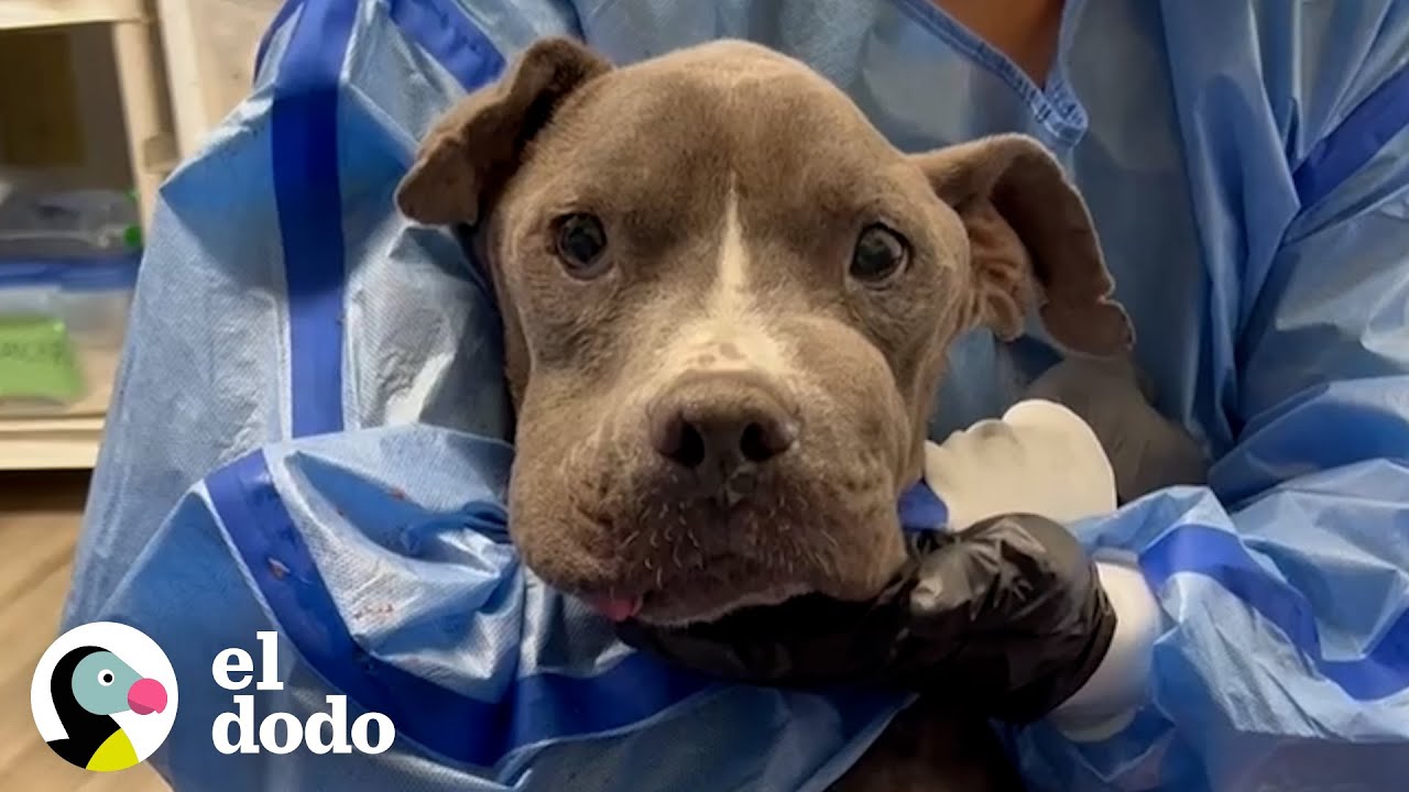 Pitbull flaco es el pequeño hipopótamo más feliz ahora | El Dodo
