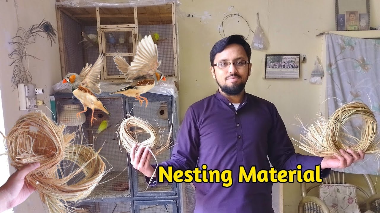 Finch Nesting Material