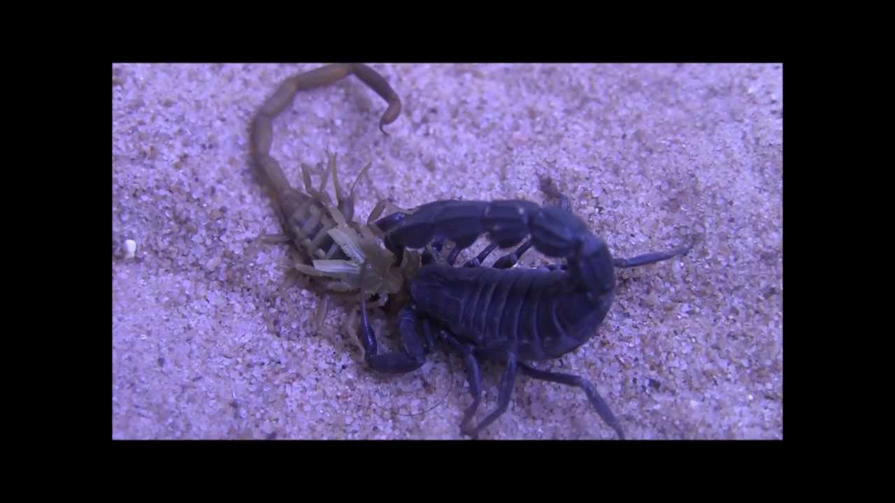 scorpion vs scorpion (HD)
