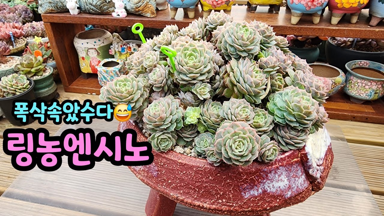 260205 폭삭속았수다!😅왕대품링롱엔시노!고생한만큼뿌듯요^^