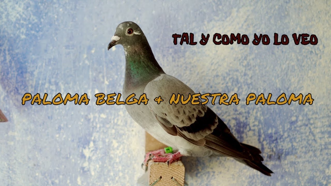 Palomas mensajeras & Colombofília. PALOMA BELGA & NUESTRA PALOMA
