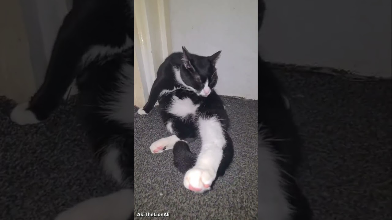 Cat ASMR QueenCindyTheCat Is Joined By PrincessMilisaTheCat 