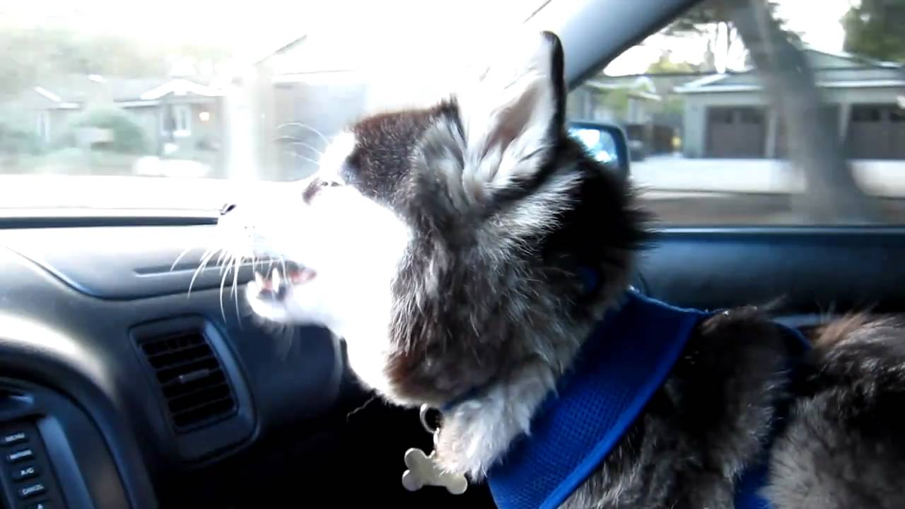 Talking Mini Husky