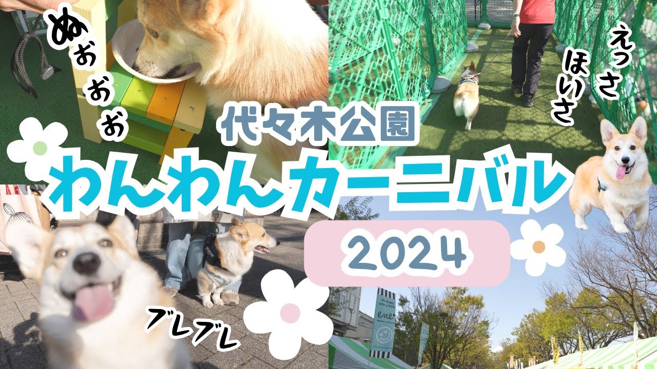 【わんわんカーニバル2024】都心最大級ドッグイベントでいろいろ初挑戦★in代々木公園【コーギー犬】