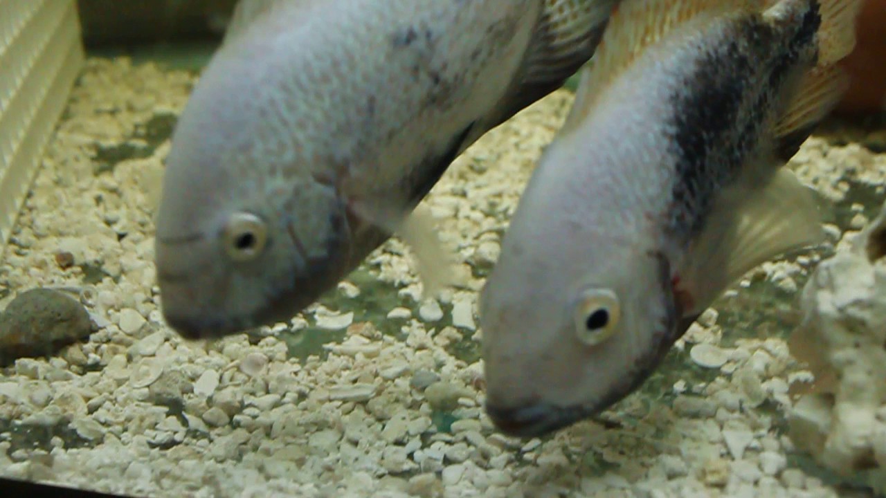 VIEJA HYBRID BREEDING PAIR (GOAT)