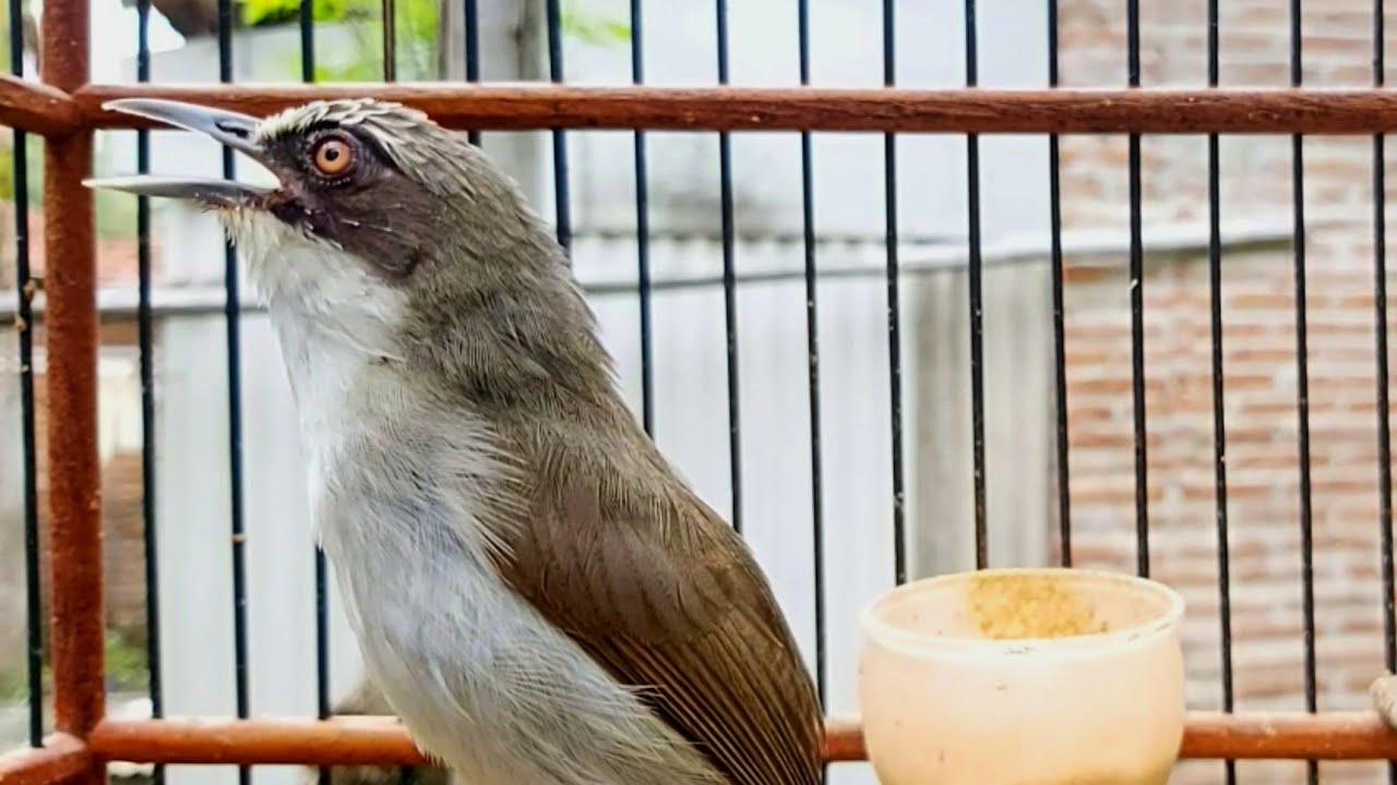 OPIOR PARUH TEBAL JANTAN DENGAN KICAUNYA