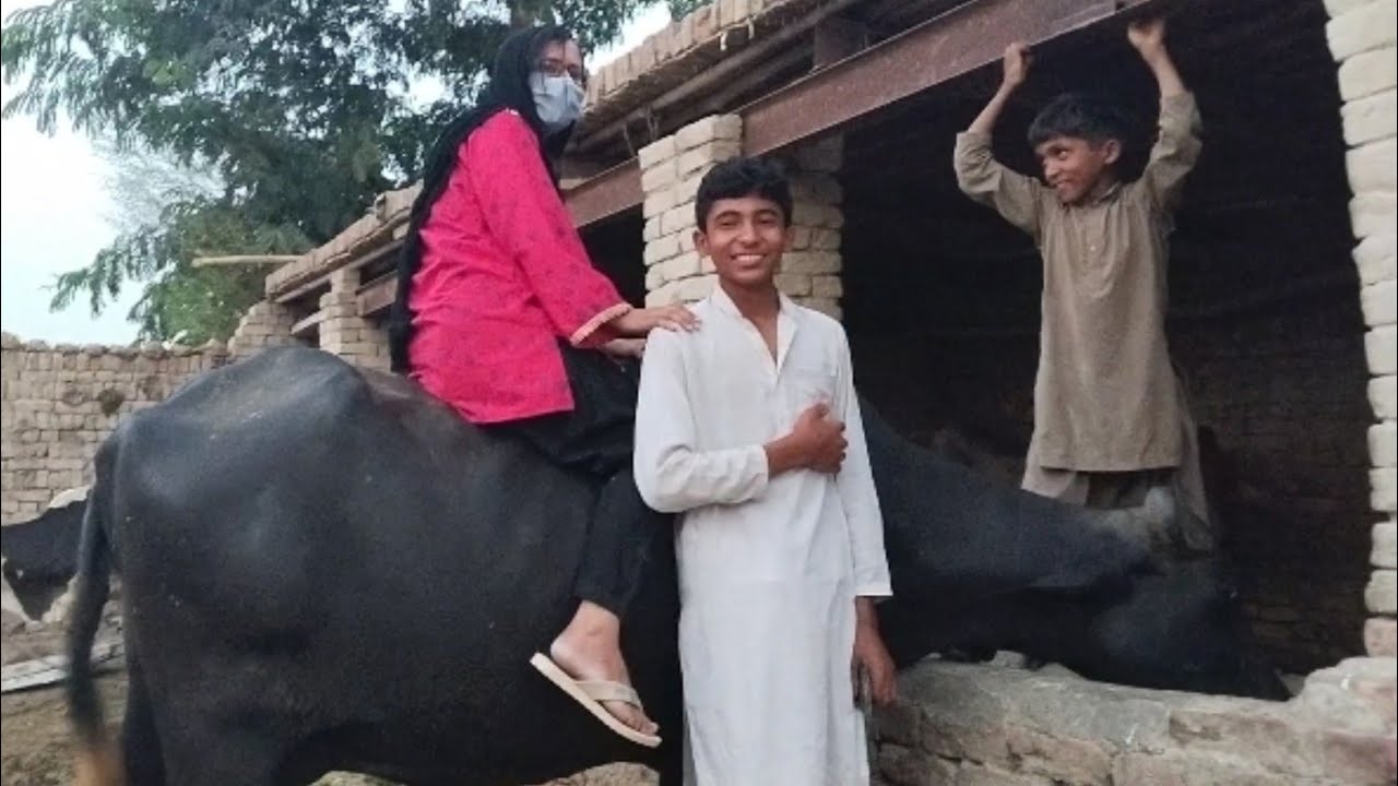 😜Buffalo Riding Video  ll Buffalo Riding Funny Video ll@aliza sehar vlog