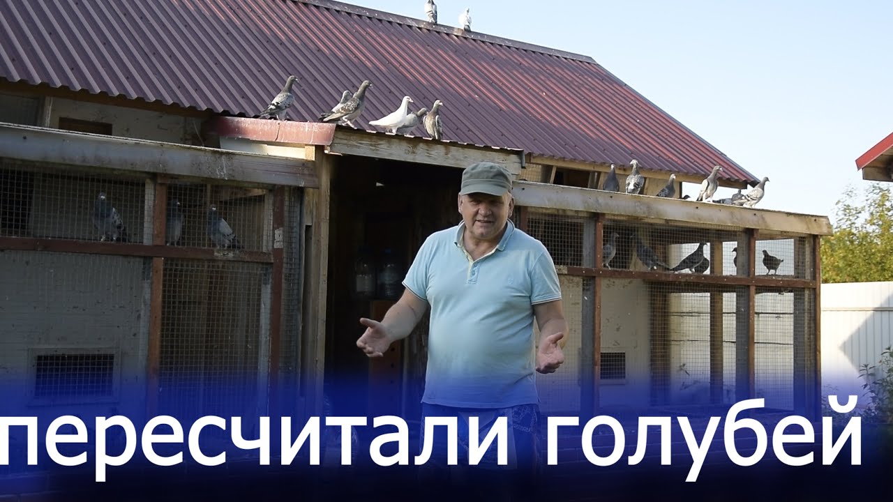 Счастливые выходные. Все голуби в небе. Бойные в точках.