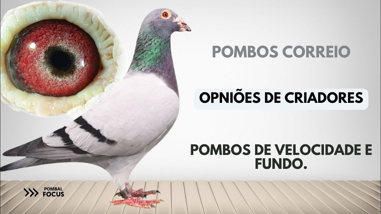 Pombos Correio _ Opini&otilde;es de Grandes Columb&oacute;filos de PORTUGAL