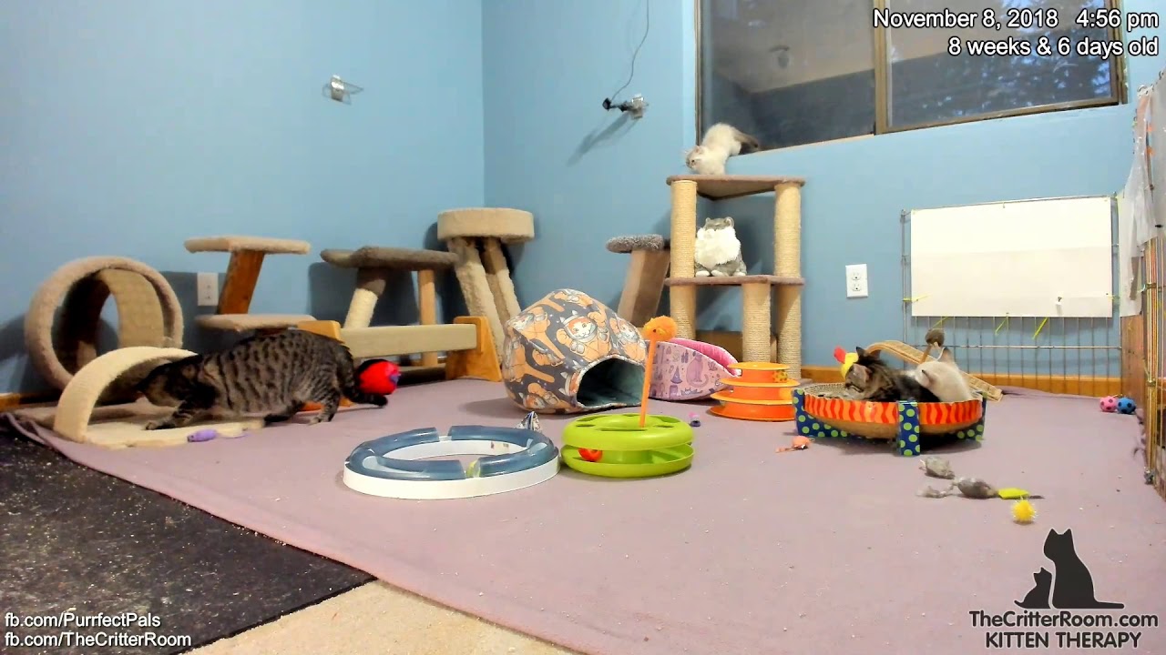 Fantastical Kittens - Mamas Gone Mad