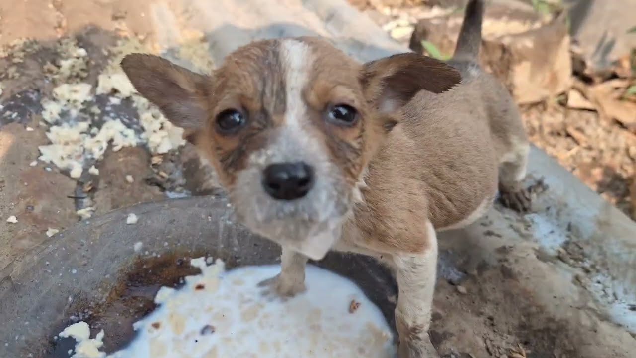 Adorable Hungry Puppies Enjoying Their Meal