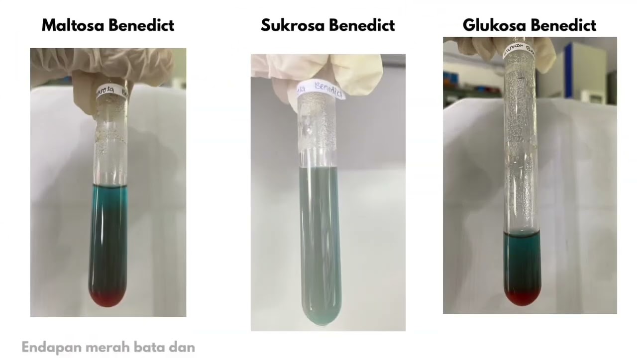 REAKSI UJI KARBOHIDRAT_KELOMPOK 6C