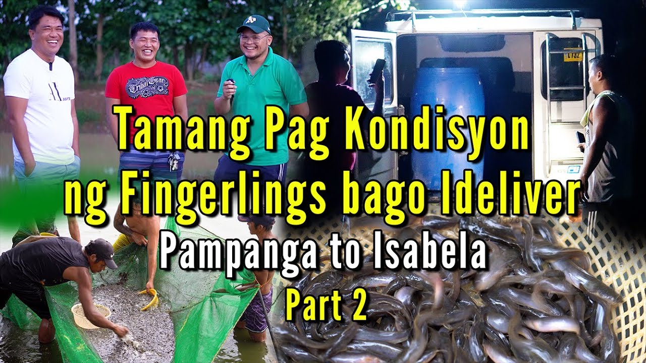 Tamang Pag Kondisyon ng Hito Fingerlings Bago Ideliver - Part 2