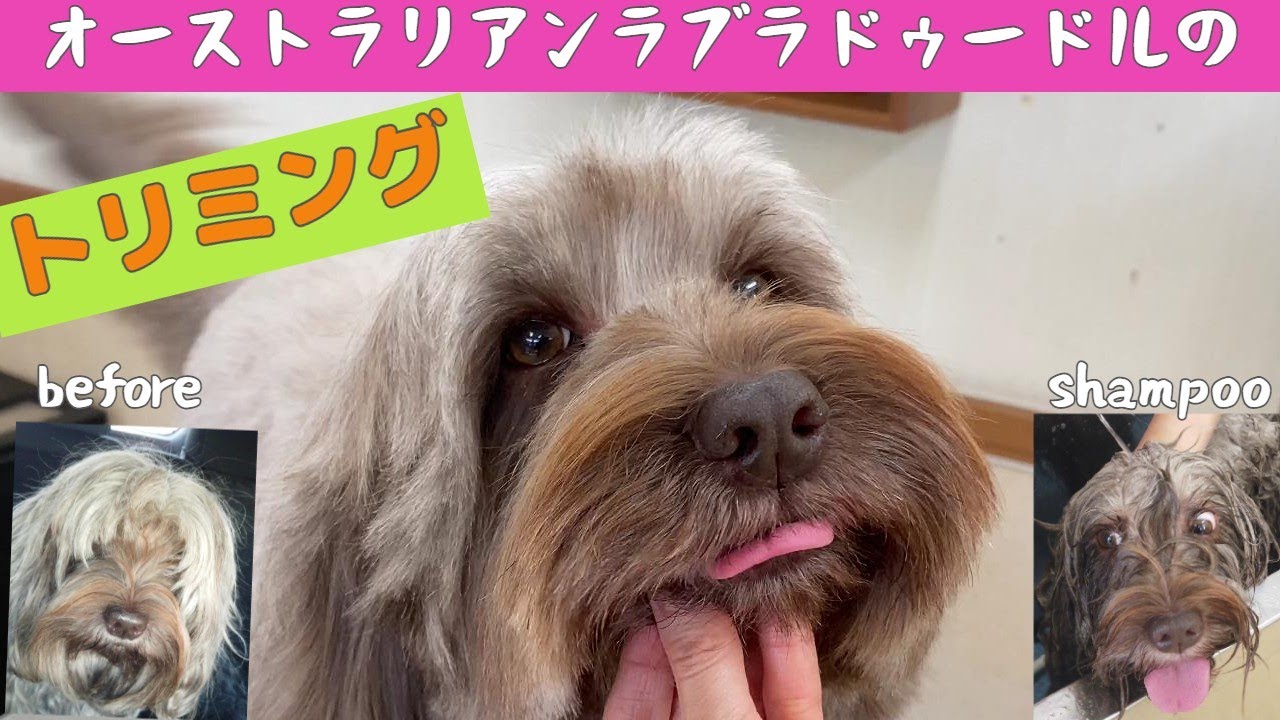 【トリミング】毛玉だらけだったオーストラリアンラブラドゥードルが嘘のような大変身！