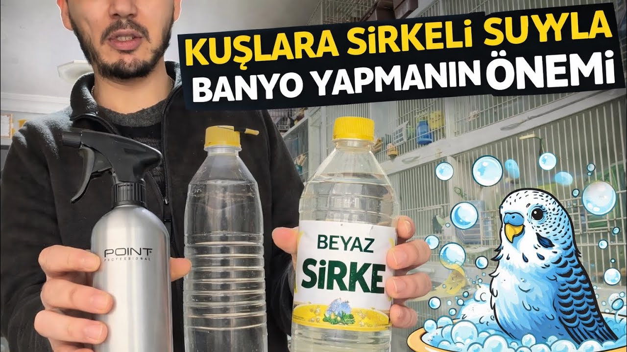 Kuşların Tüylerini Sirkeyle Parlak Tutma ve Banyo 