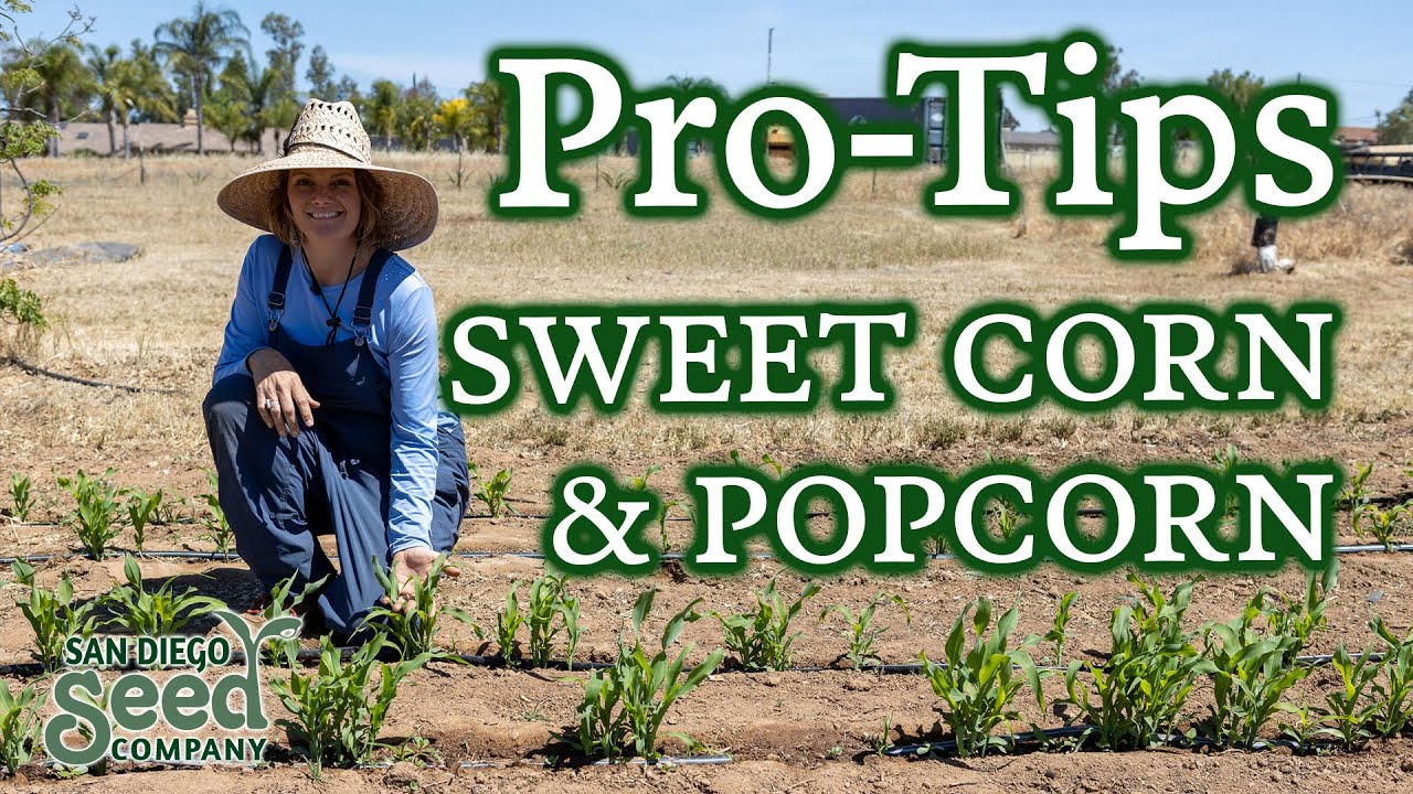 Planting & Harvesting CORN🌽The 3 Different Types & My Recommendations